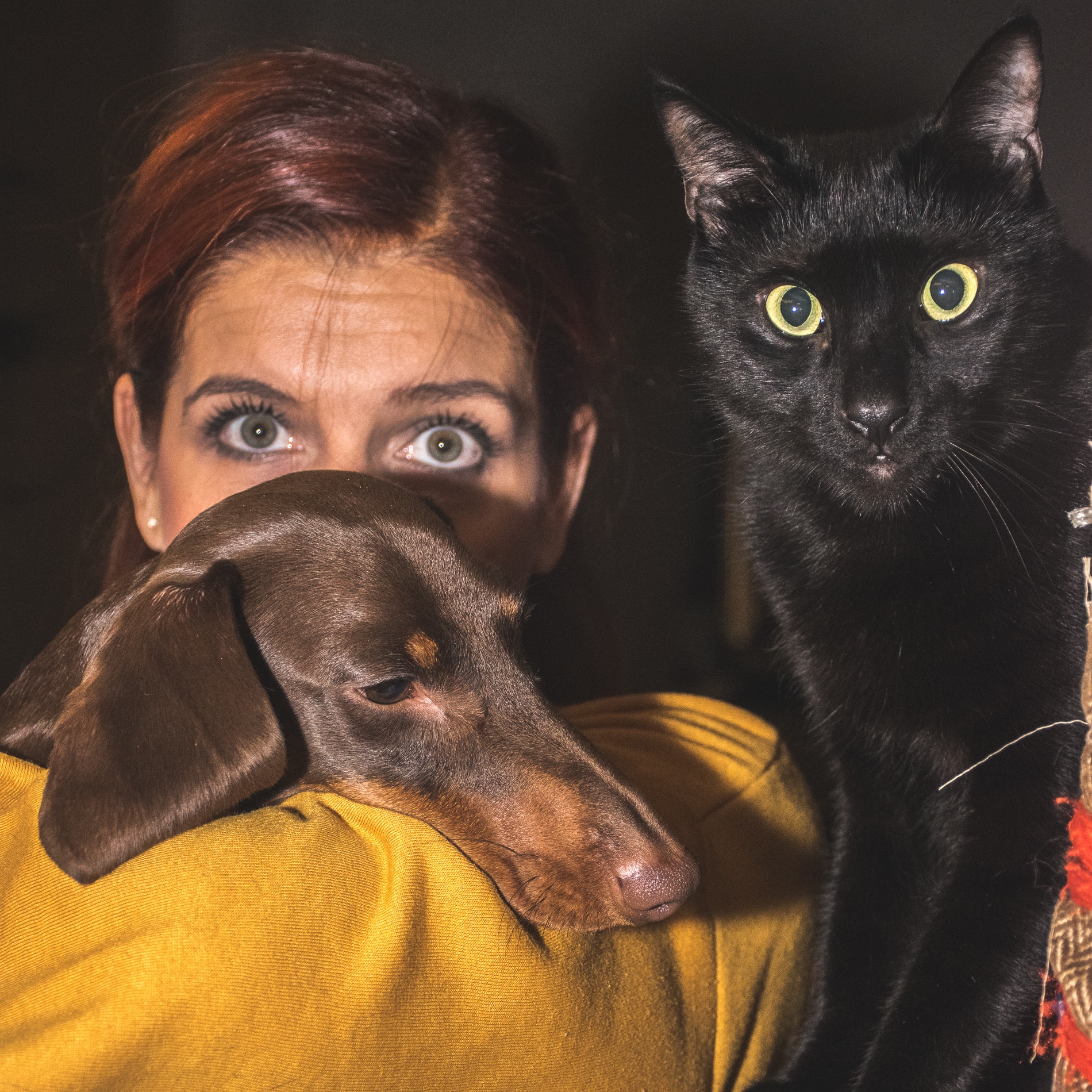 Immagine: I premi per cani e gatti: come scegliere i biscottini migliori per loro