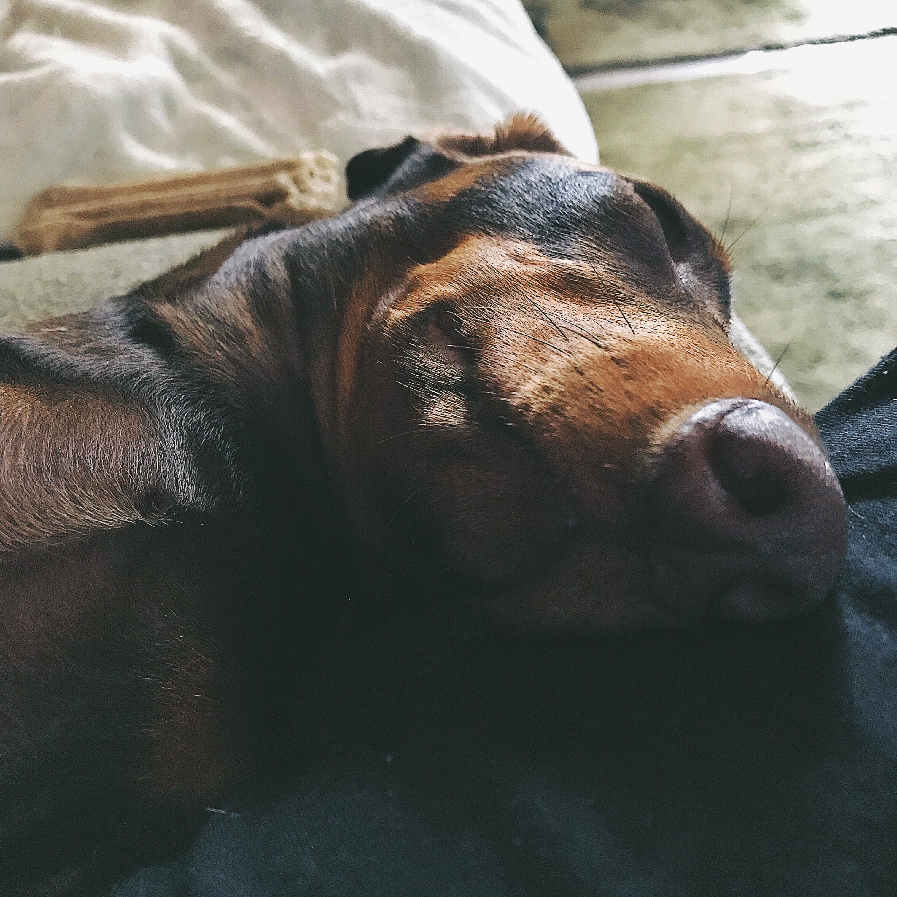 Immagine: Arriva un cucciolo a casa: consigli dalla comportamentalista