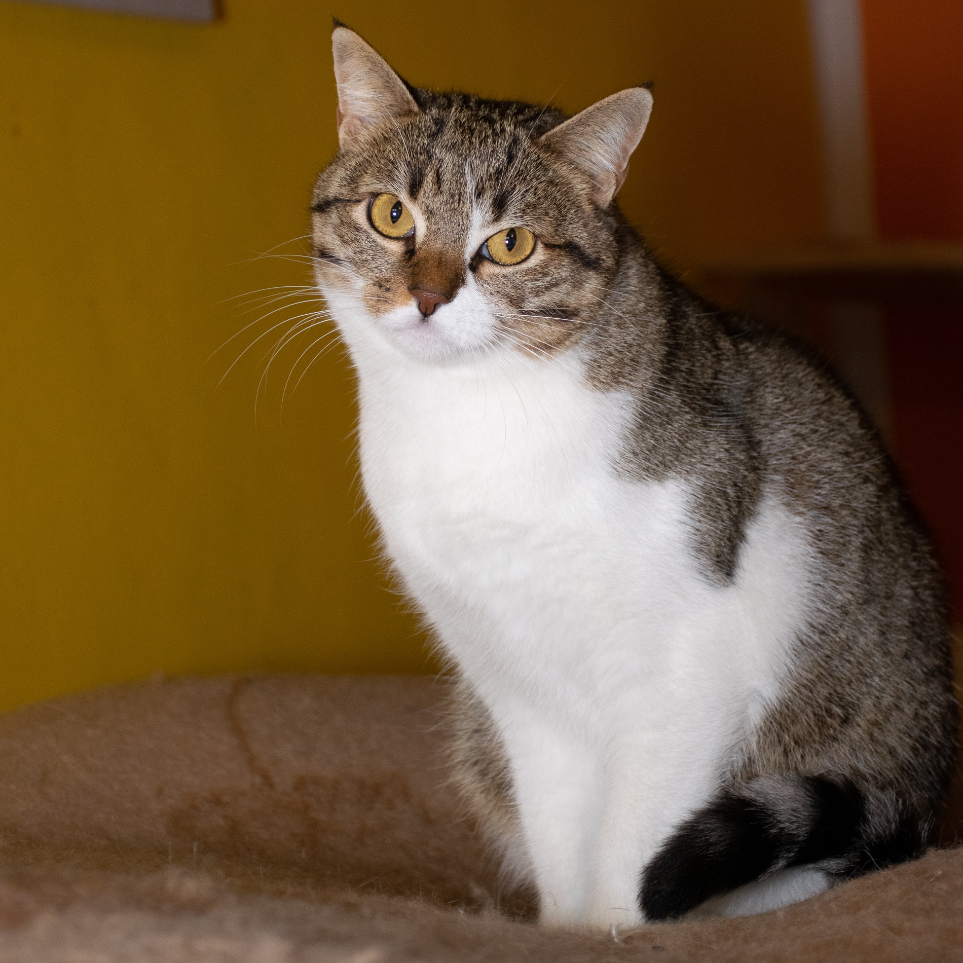 Immagine: Il mio gatto è anziano