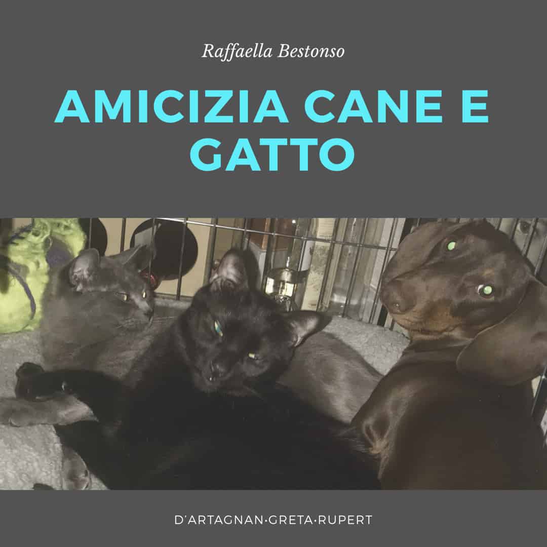 Immagine: Convivenza cane e gatto: tanti consigli utili