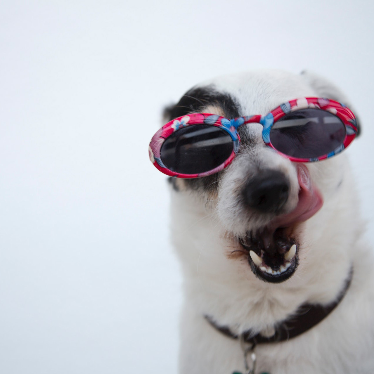 Immagine: Dog care & food: come prendersene cura con l’arrivo dell’estate