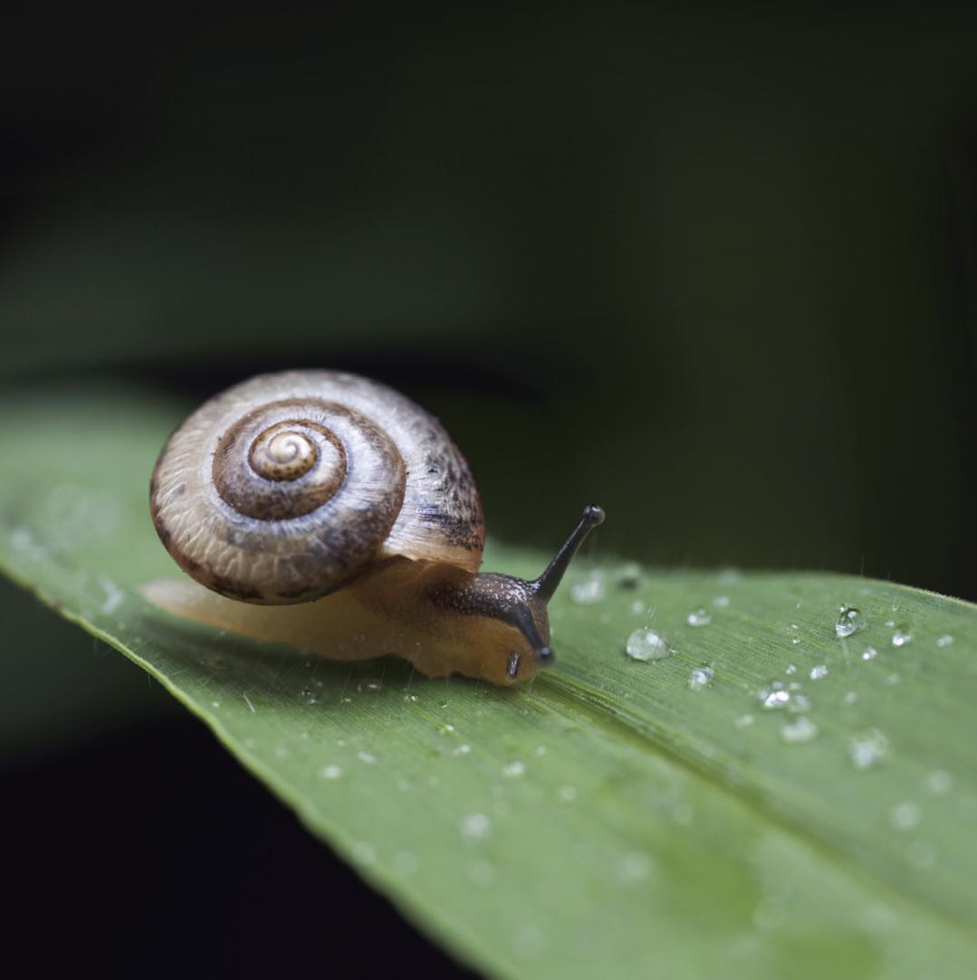 Immagine: La bava di lumaca nei cosmetici