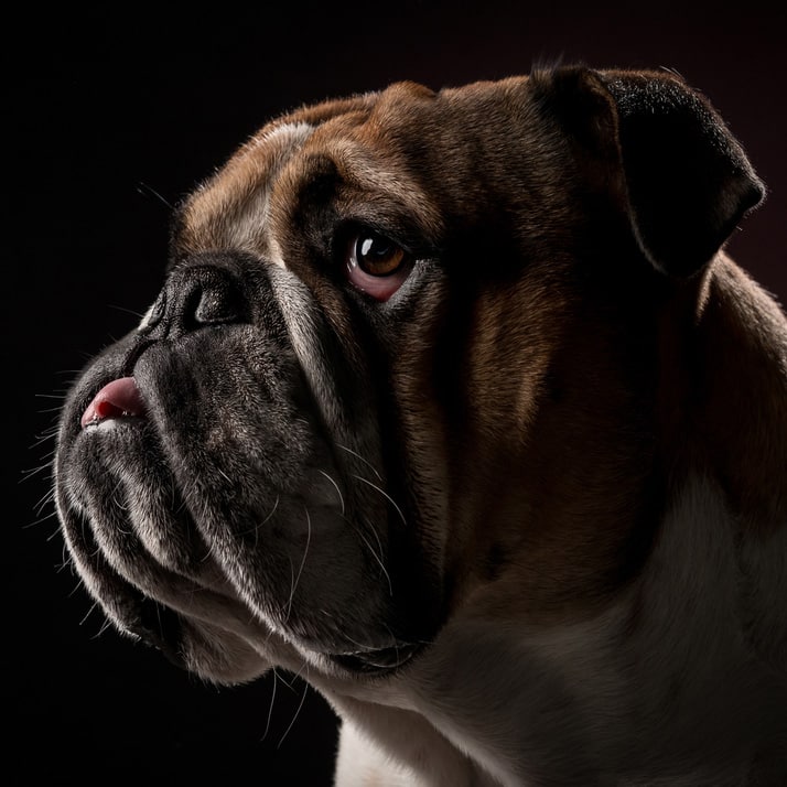 Immagine: Maltrattamento genetico sul cane e sul gatto